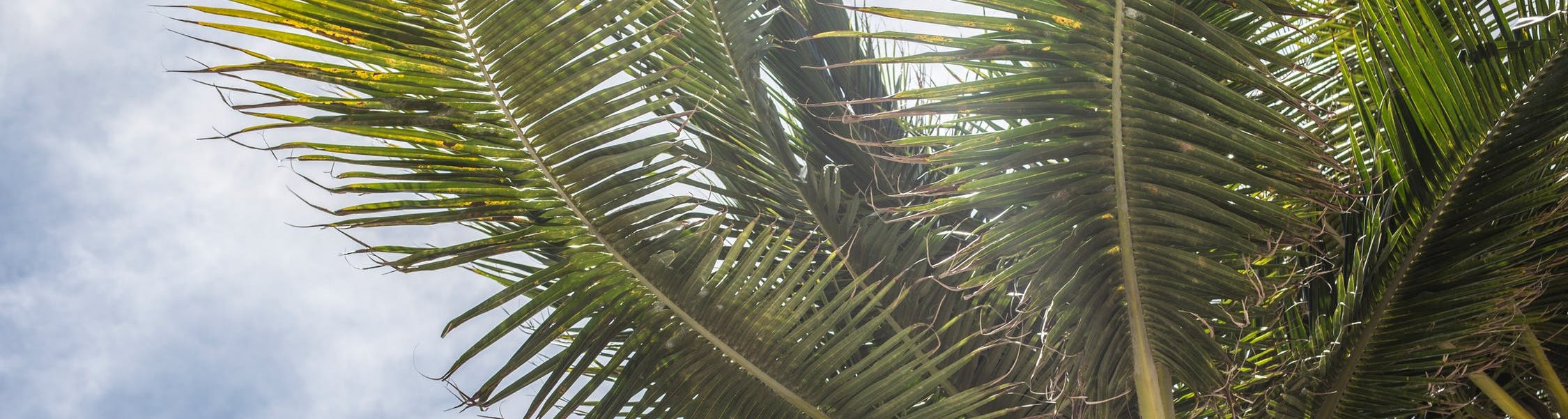 palm-tee